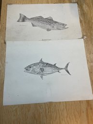 Pair Of Signed Fish Drawings