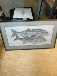 Framed Fish Sketch - Signed