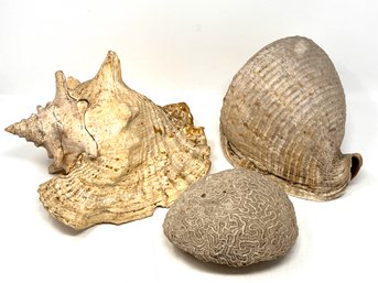 Group Of Nice Older Shells From CT - Large