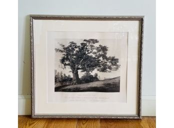 The Charter Oak Tree - Framed