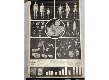 1940s Medical Roll Chart On The Pituitary Gland