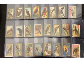 Lot Of 24 1910 Mecca T42 Bird Cards