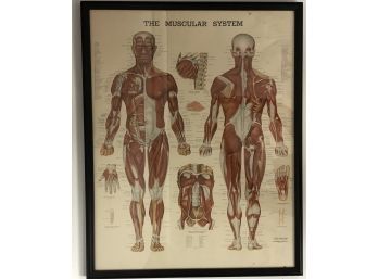 Vintage Framed Medical Chart