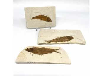 Collection Of Fish Fossil Specimens