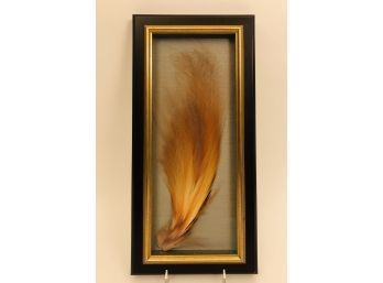 Framed Feather Specimen