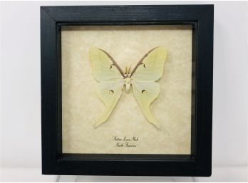 Framed Butterfly Actias Luna Male