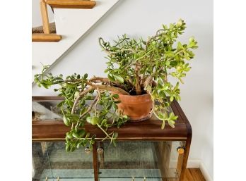 Enormous And Thriving Jade Plant