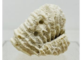 3' White Coral