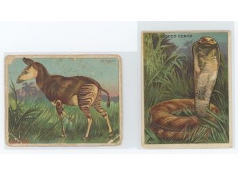 Lot Of (2) 1910 Hassan Animal Cards