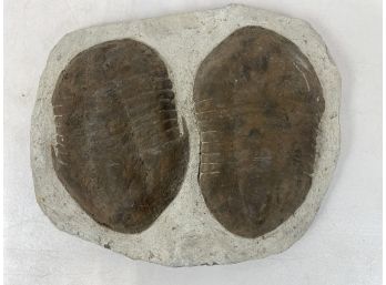 Large Fossil