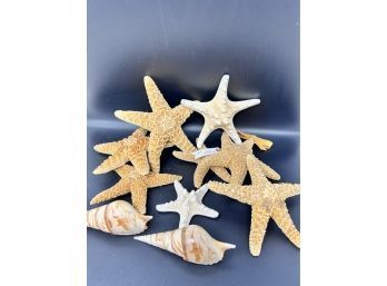 Collection Of Starfish And Carved Shells
