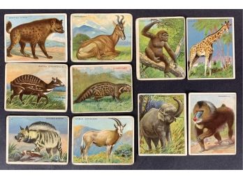 Lot Of (10) 1910 Hassan Animal Tobacco Cards