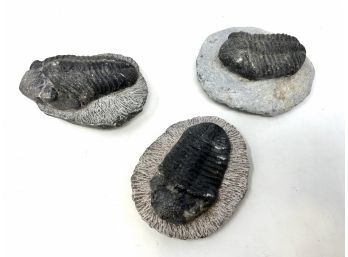 Collection Of Trilobite Fossils