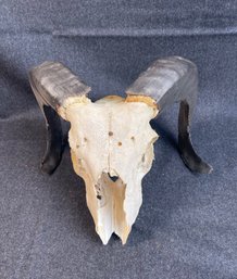 J70 Little Ram Skull 10x10'  - LOCAL PICKUP ONLY