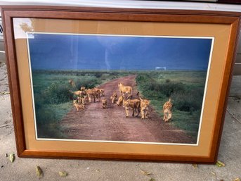 P208 Beautiful Lion Picture 24x31'