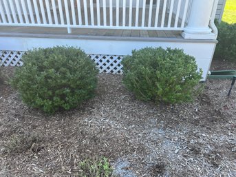 TWO Boxwood Plants Shrubs