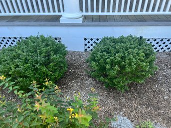 TWO Boxwood Plants Shrubs