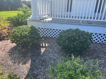 TWO Boxwood Plants Shrubs