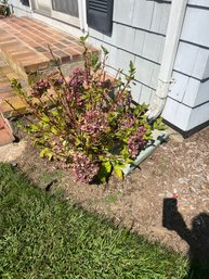 Hydrangea Plant Bush