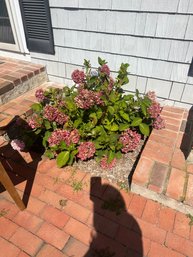 Hydrangea Plant Bush