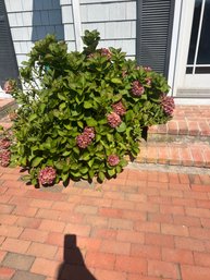 Large Hydrangea Plant Bush