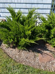 Juniper Shrub Bush