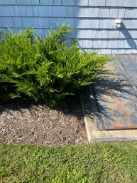 Juniper Shrub Bush