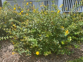 St Johns Wort Shrub Bush