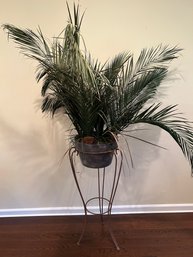 Plant Stand With Pygmy Palm