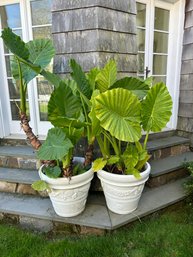 Pair Of Large Elephant Ear Plants In White Planters