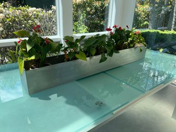 Stainless Steel Rectangular Planter/flower Box With 5 Anthurium Plants