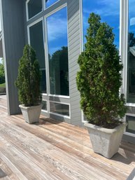 Pair Of Arborvitaes In Cement Planters