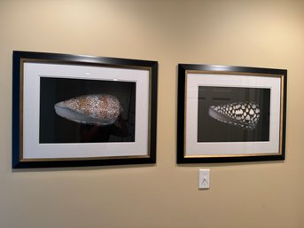 Pair Of Framed Shell Prints