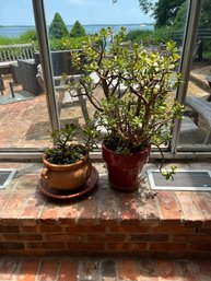 Lot Of Two Jade Plants