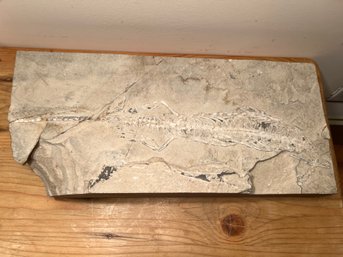 Mesosaurus Reptile Fossil