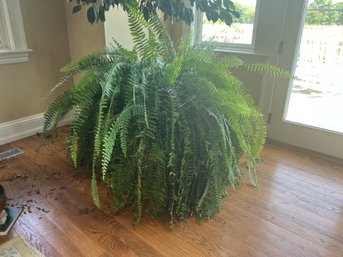 Huge Fern Plant (Real Plant)