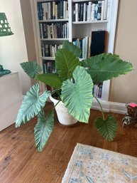 Elephant Ear Plant (Real Plant)