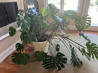 Huge Monstera Potted Plant(Real Plant)