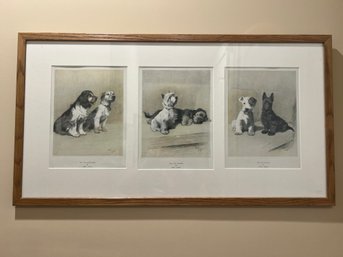 Framed Set Of 3 Cecil Aldin Dog Prints