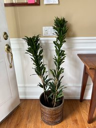 Tall Draecana Compacta Plant (Real Plant)