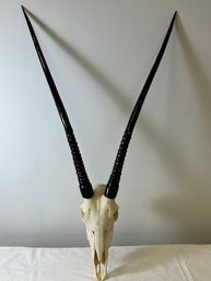 Oryx Skull And Polished Horns