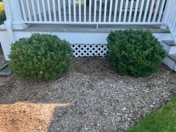 TWO Boxwood Plants Shrubs