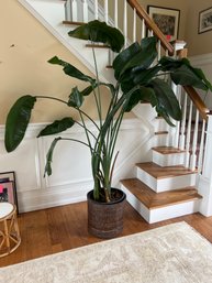 Tall Bird Of Paradise 7ft Plant (Real Plant)