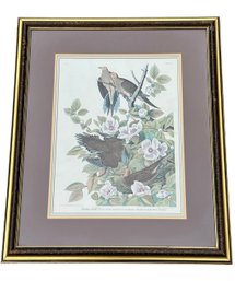 John Audubon Framed Print - Carolina Turtle Doves (Plate XVII)