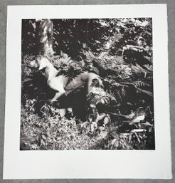 William Wegman 1990 Photolithograph 'Untitled' From Bird Dog Suite