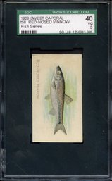 RARE 1909 SWEET CAPIRAL T58 RED-NOSED MINNOW -VG