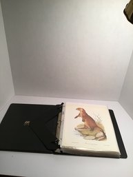 Binder Full Of Detailed Color Animal Prints Suitable For Framing, Bonus Silhouettes