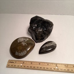 Genuine Fossils And Obsidian Lot