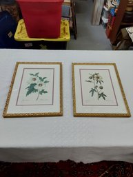 Pair Of Framed Flower Artwork