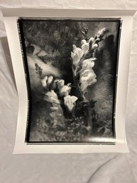 Eric Kamp 16x20 Pencil Signed Print Snapdragons